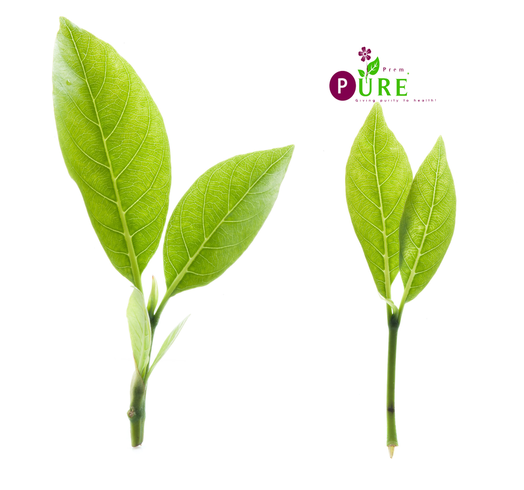 <b>Green Tea Extract</b>