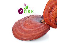Reishi Extract