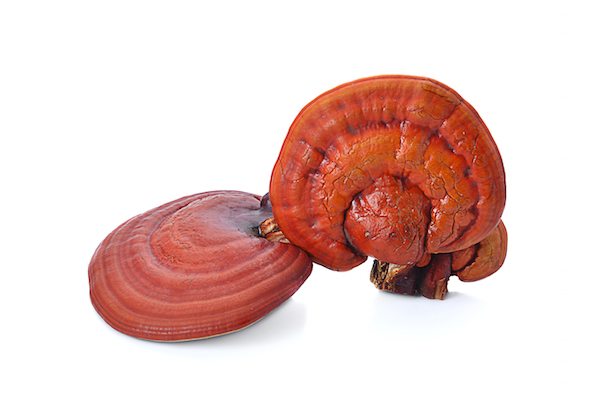 Reishi Extract