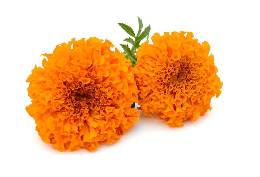 <b>Marigold Extract</b>