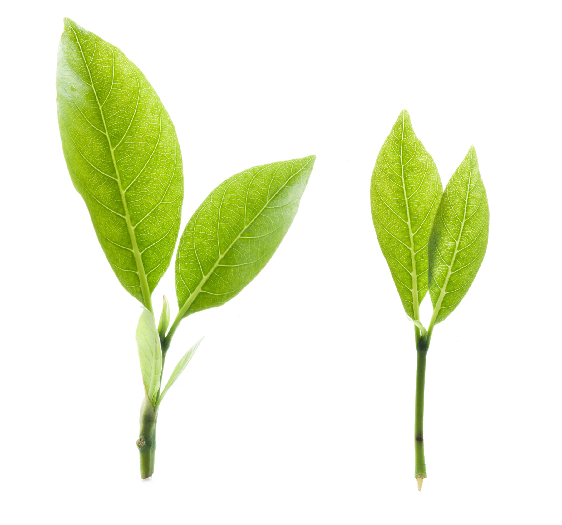 <b>Green Tea Extract</b>