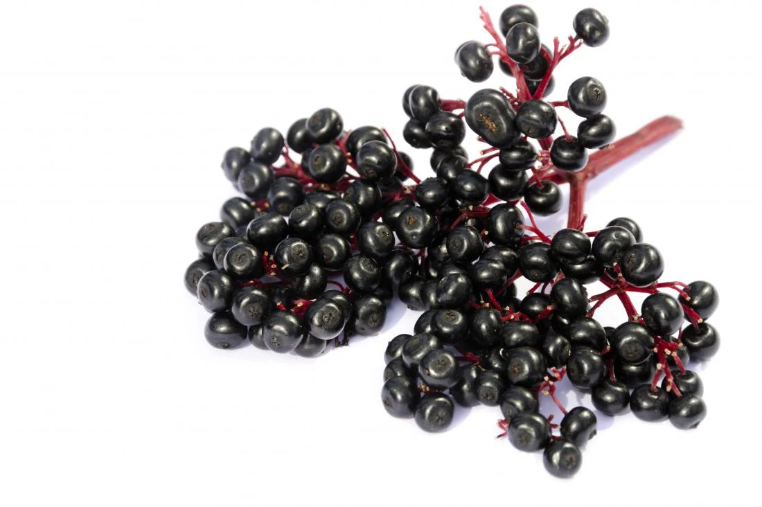 <b>Elderberry Extract</b>