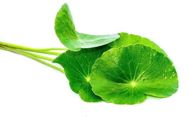<b>Centella Asiatica Extract</b>