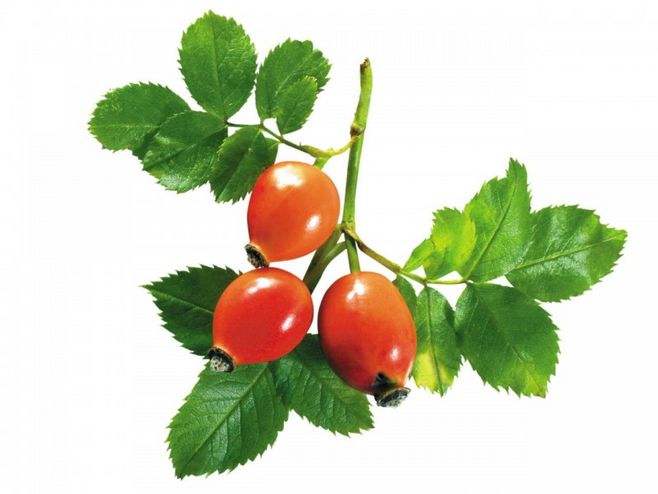 <b>Rose Hip Extract</b>