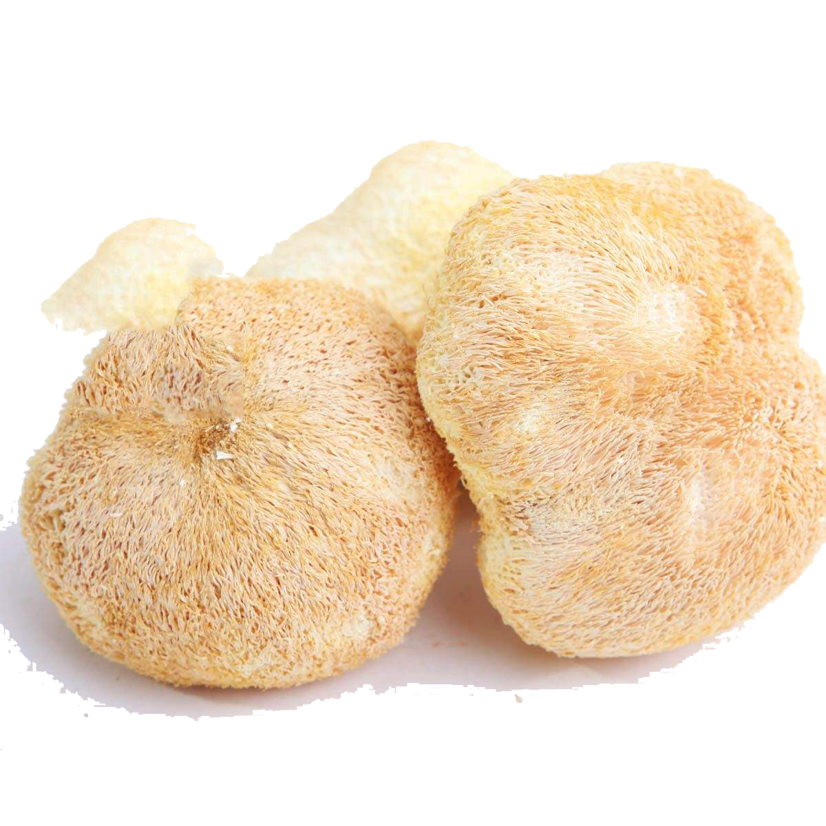 <b>Lions Mane Extract</b>