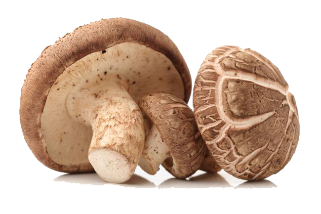 <b>Shiitake Mushroom Extract</b>