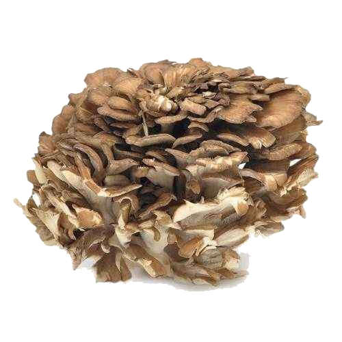 <b>Maitake Mushroom Extract</b>