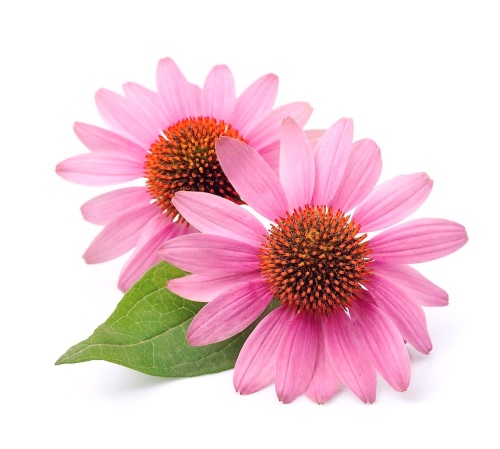 Echinacea Purpurea Extract