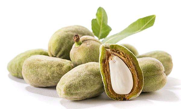 <b>Bitter Apricot Seed Extract</b>